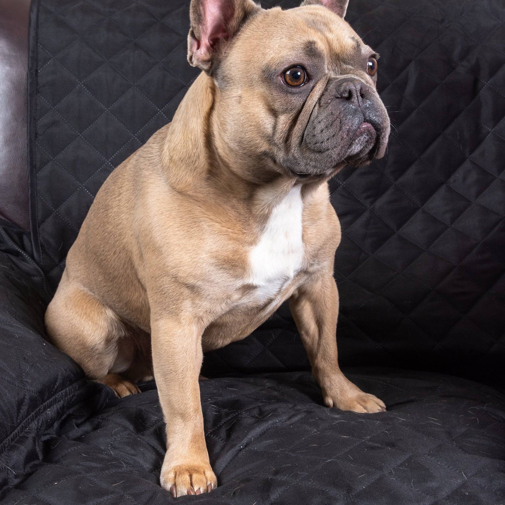 Luxury Pet Seat Cover - Pawpride - Image 4
